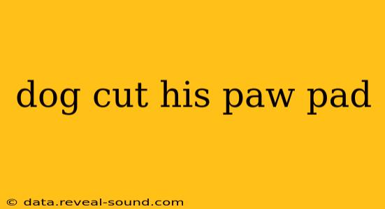 dog cut his paw pad