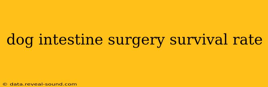 dog intestine surgery survival rate