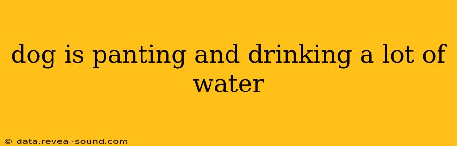 dog is panting and drinking a lot of water