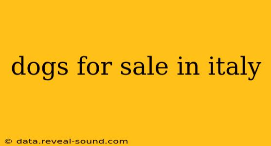 dogs for sale in italy