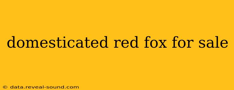 domesticated red fox for sale