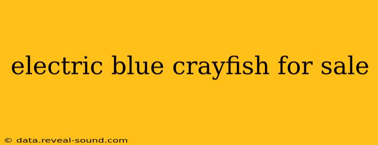 electric blue crayfish for sale