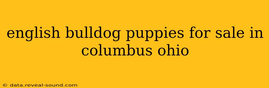 english bulldog puppies for sale in columbus ohio