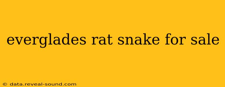 everglades rat snake for sale