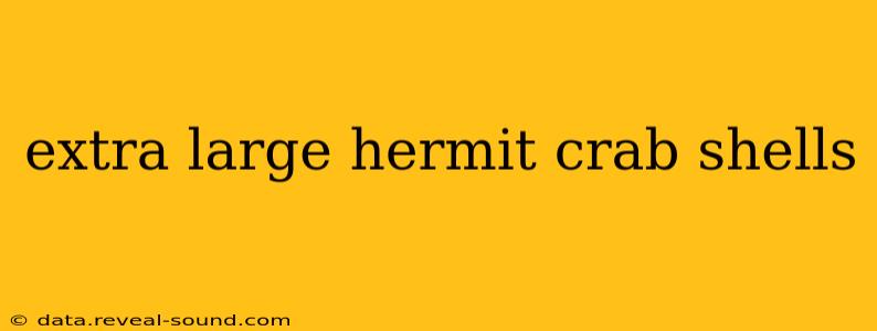 extra large hermit crab shells