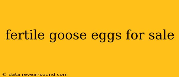 fertile goose eggs for sale