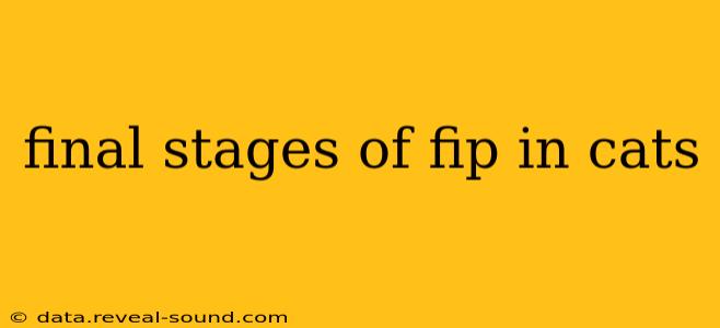 final stages of fip in cats