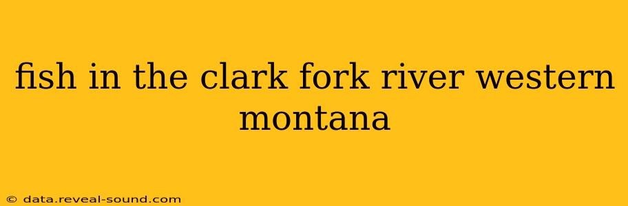fish in the clark fork river western montana