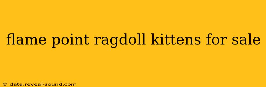 flame point ragdoll kittens for sale
