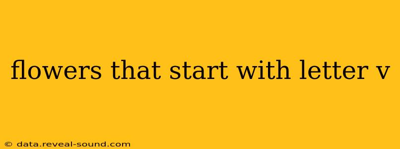flowers that start with letter v