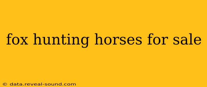 fox hunting horses for sale