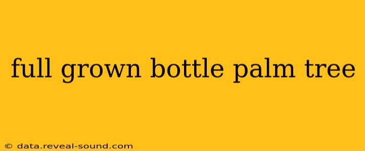 full grown bottle palm tree