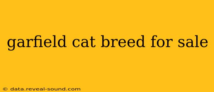 garfield cat breed for sale