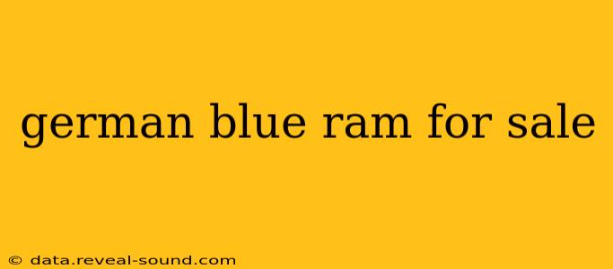 german blue ram for sale