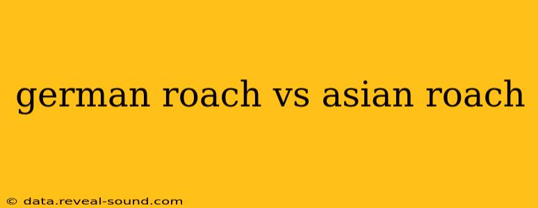 german roach vs asian roach