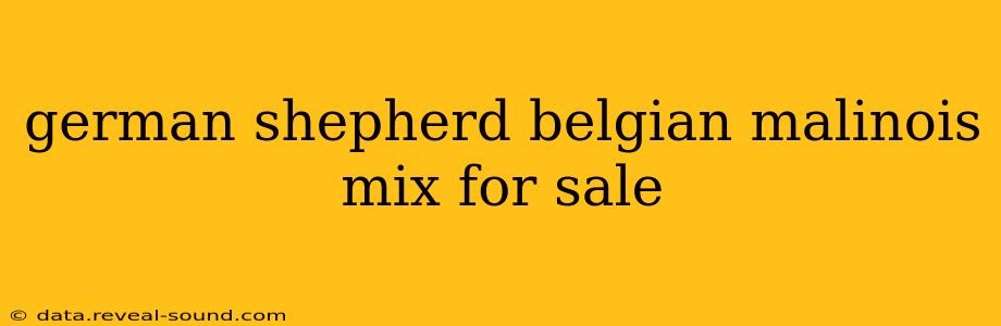 german shepherd belgian malinois mix for sale