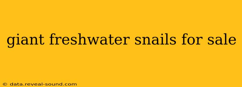giant freshwater snails for sale