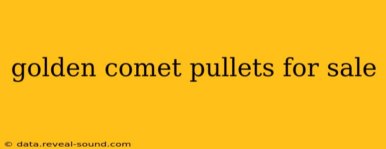 golden comet pullets for sale