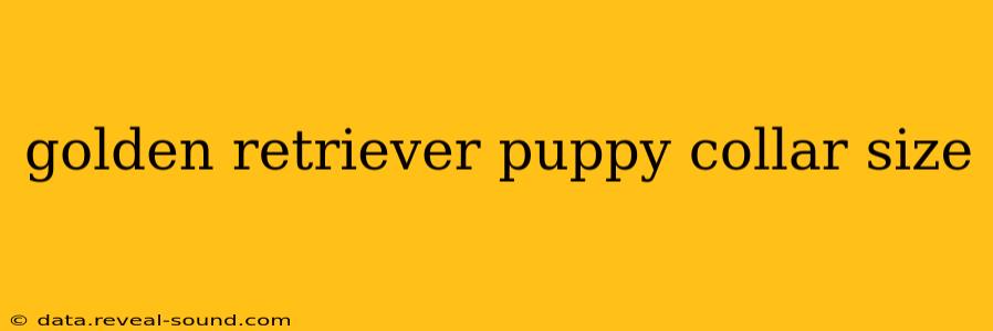 golden retriever puppy collar size