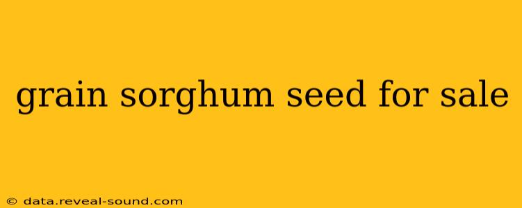 grain sorghum seed for sale