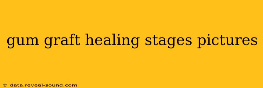 gum graft healing stages pictures