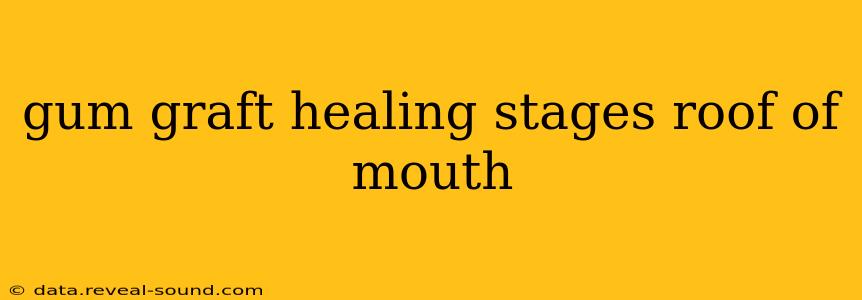 gum graft healing stages roof of mouth