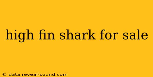 high fin shark for sale