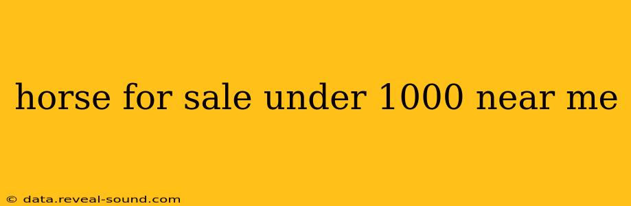horse for sale under 1000 near me