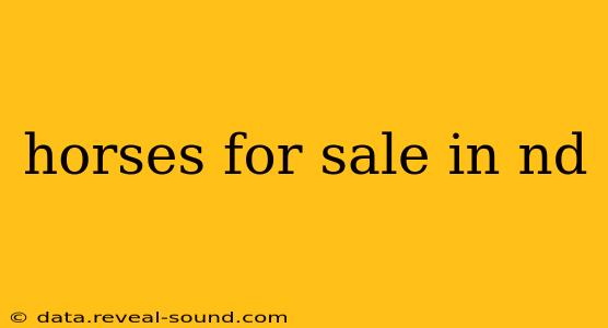 horses for sale in nd
