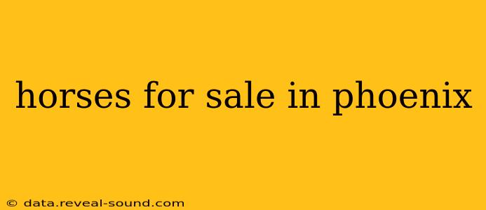 horses for sale in phoenix