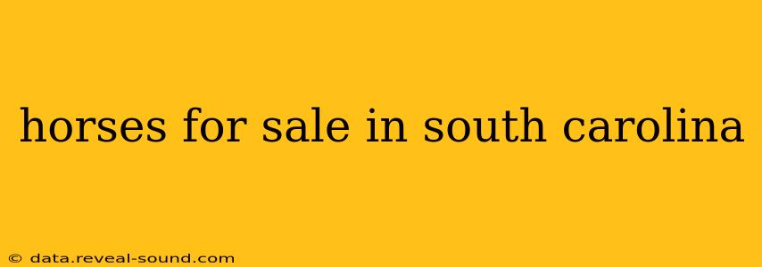 horses for sale in south carolina