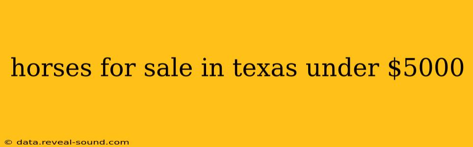 horses for sale in texas under $5000