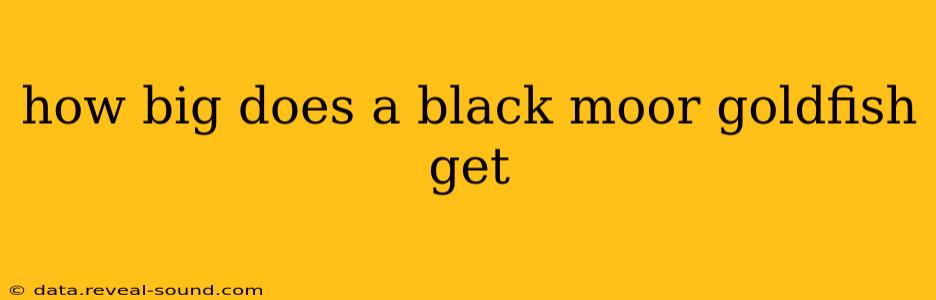 how big does a black moor goldfish get