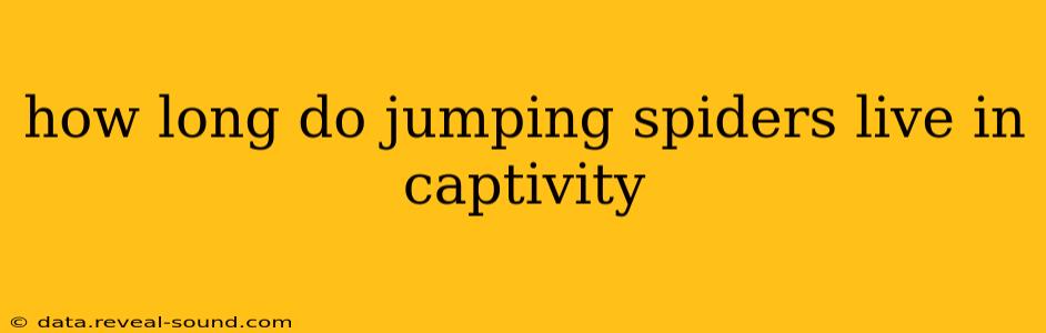 how long do jumping spiders live in captivity