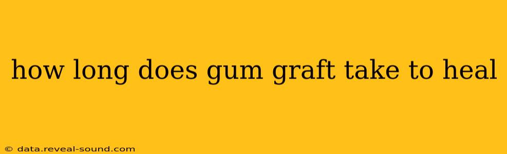 how long does gum graft take to heal
