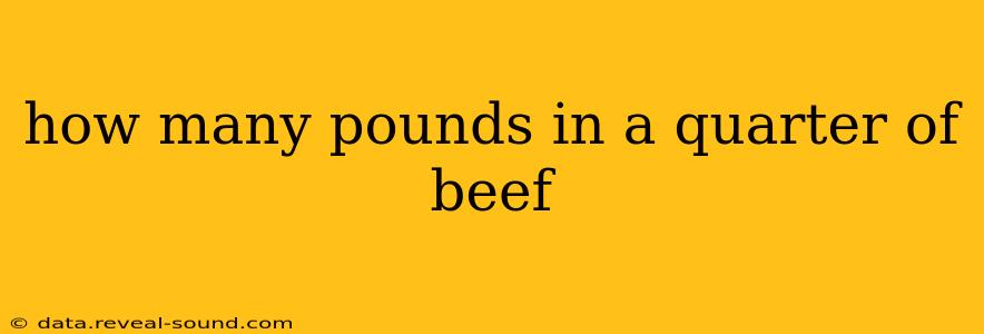 how many pounds in a quarter of beef