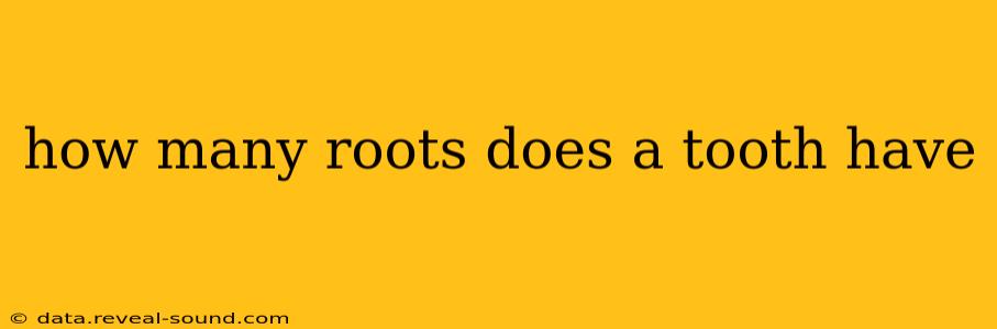 how many roots does a tooth have