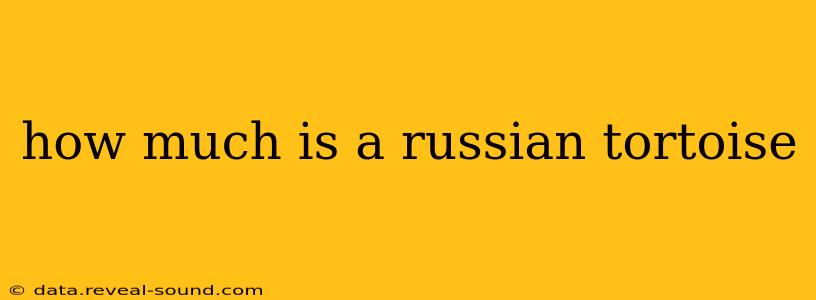 how much is a russian tortoise