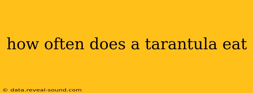how often does a tarantula eat