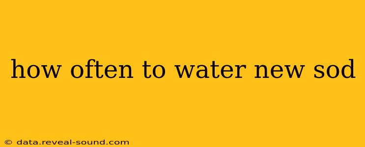 how often to water new sod