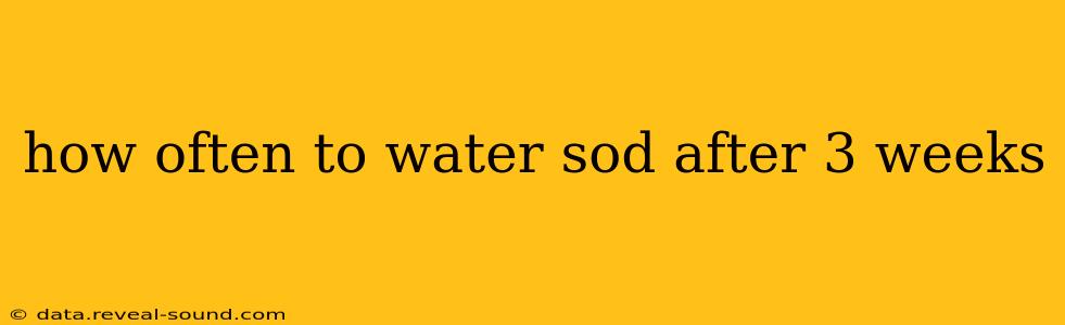 how often to water sod after 3 weeks
