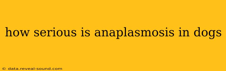 how serious is anaplasmosis in dogs