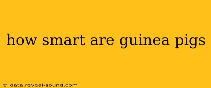 how smart are guinea pigs