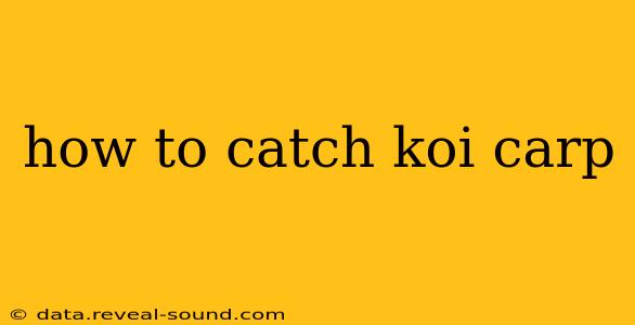 how to catch koi carp