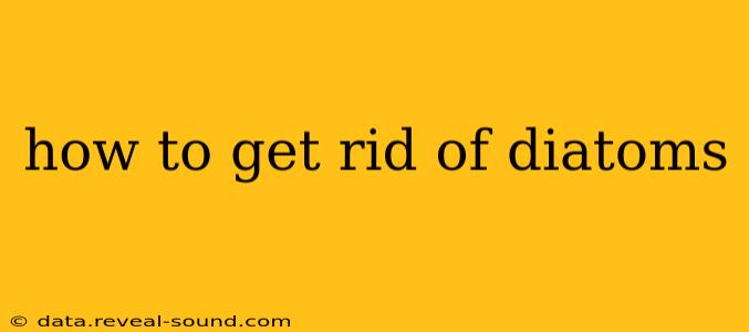 how to get rid of diatoms