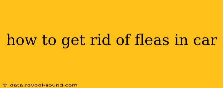 how to get rid of fleas in car