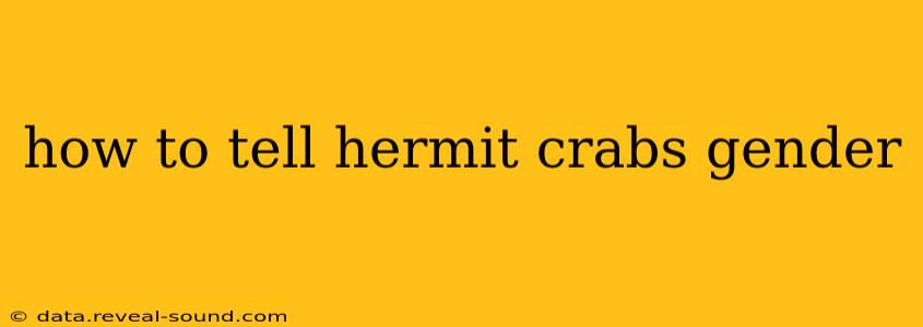 how to tell hermit crabs gender
