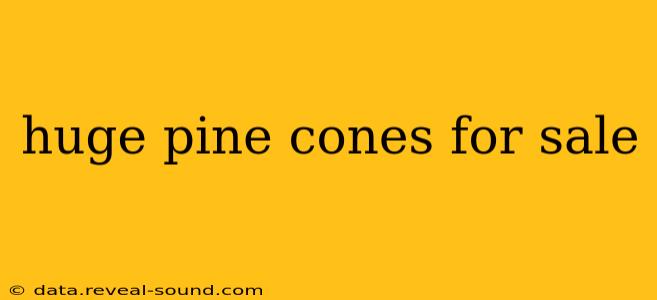 huge pine cones for sale