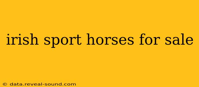 irish sport horses for sale