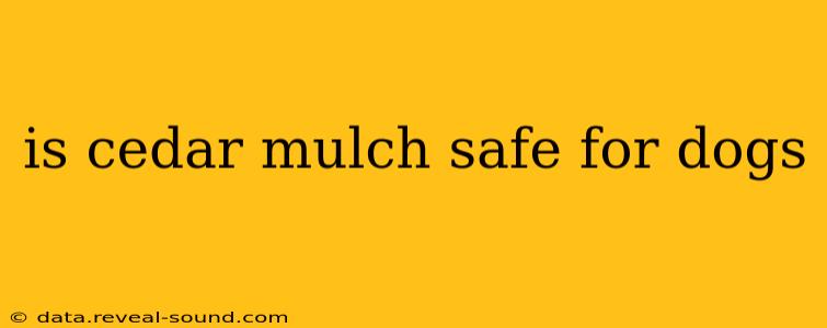 is cedar mulch safe for dogs